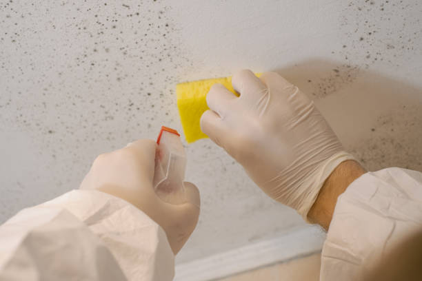 Best Forensic Mold Investigation  in New Brunswick, NJ