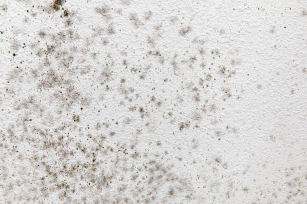 Trusted New Brunswick, NJ Mold Removal Experts